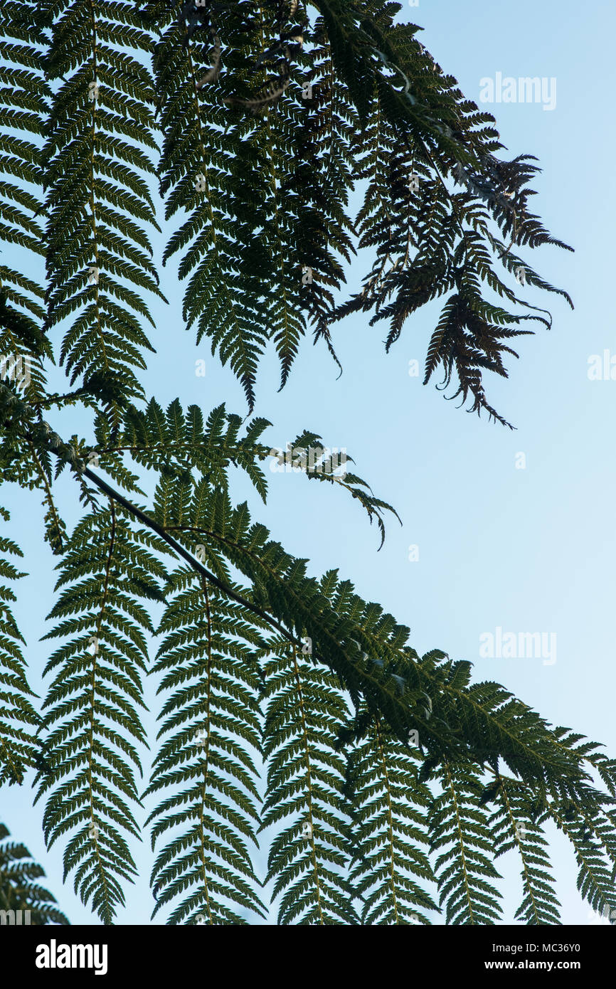 Dicksonia antarctica. Modèle fronde de fougère d'arbre Banque D'Images
