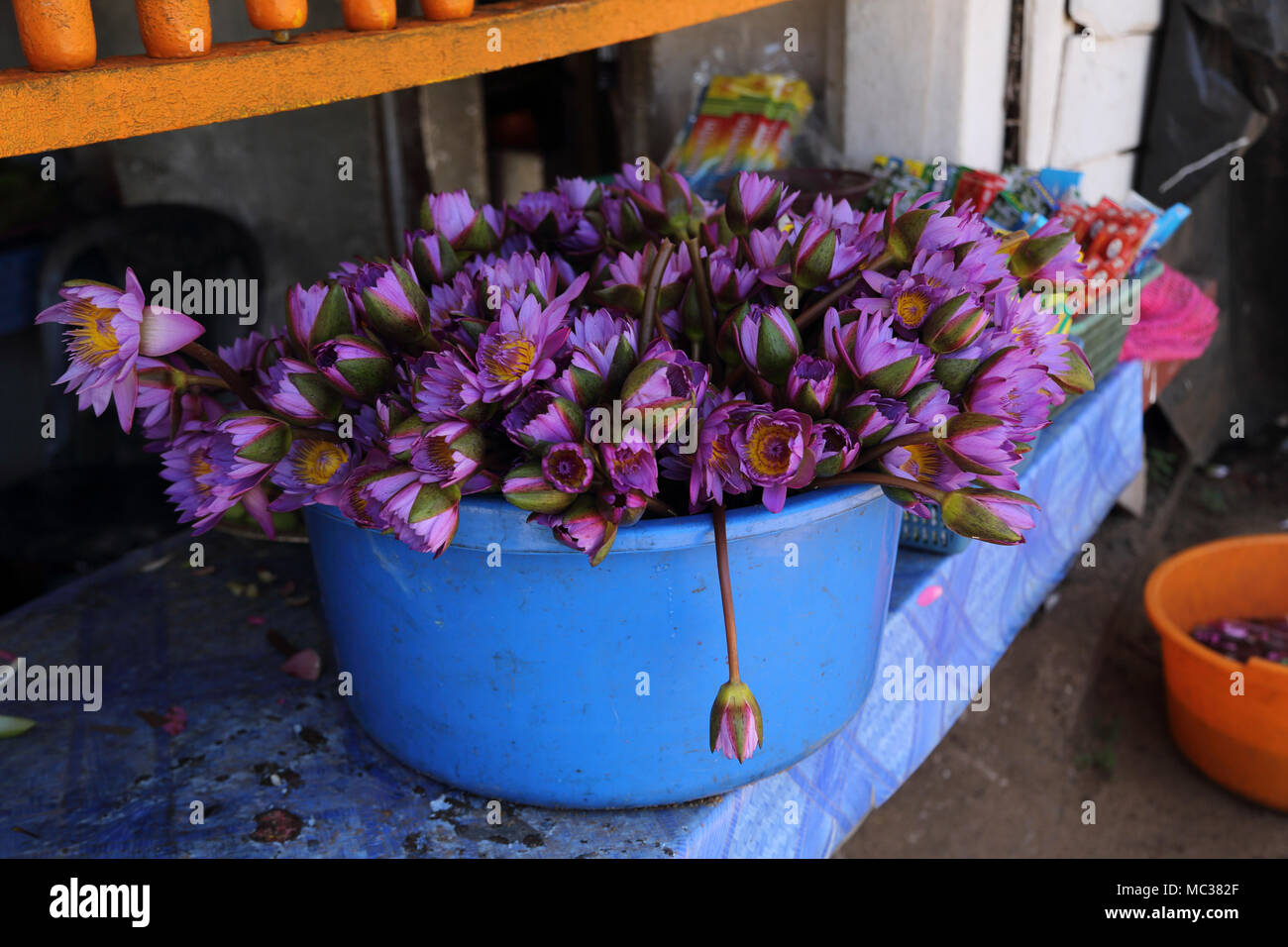 Anuradhapura North Central Province Sri Lanka Fleurs de Lotus à vendre comme offrandes près de Sri Maha Bodhi Banque D'Images