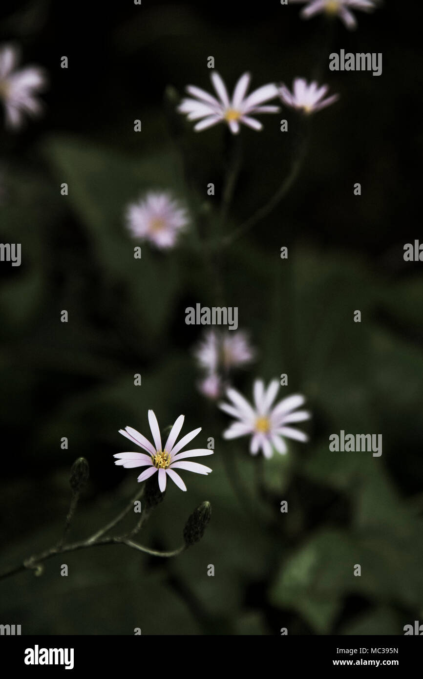 Fleurs d'un plan macro sur l'affichage dans la ville de New York Botanical Garden en mars 2018. Banque D'Images