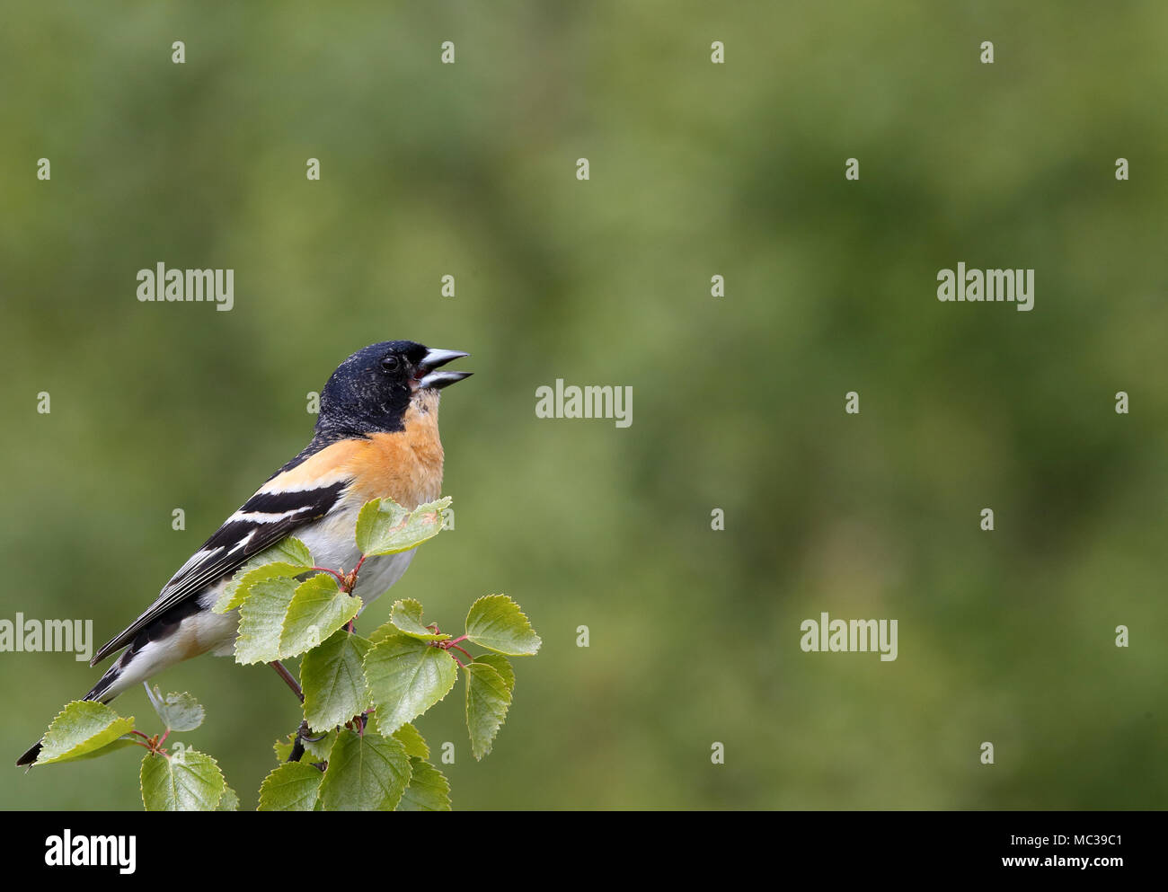 Brambling, mâle dans le plumage de reproduction, chantant de Birch twigg Banque D'Images