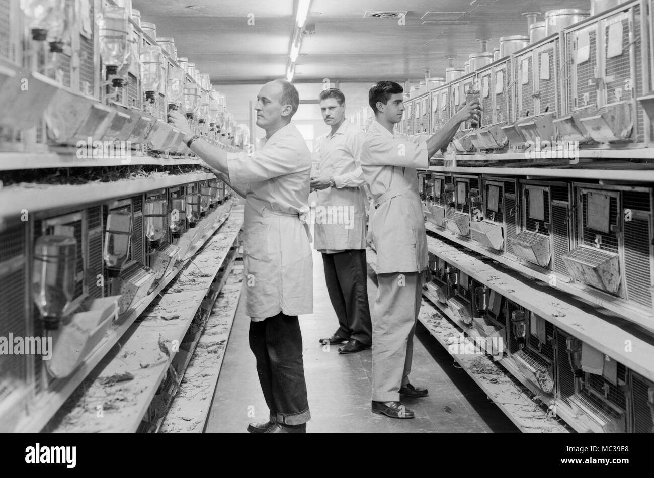 Les travailleurs ont tendance à les cages pour animaux à un chinchilla ferme dans l'Amérique du Sud, ca. 1953. Banque D'Images