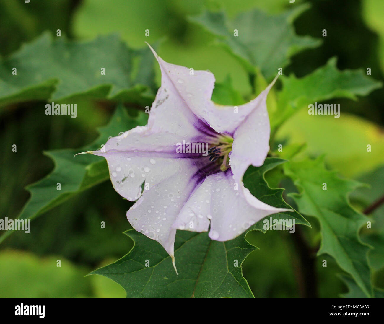 Datura stramonium, la stramoine ou devil's snare plante toxique dangereux avec de belles fleurs blanches Banque D'Images