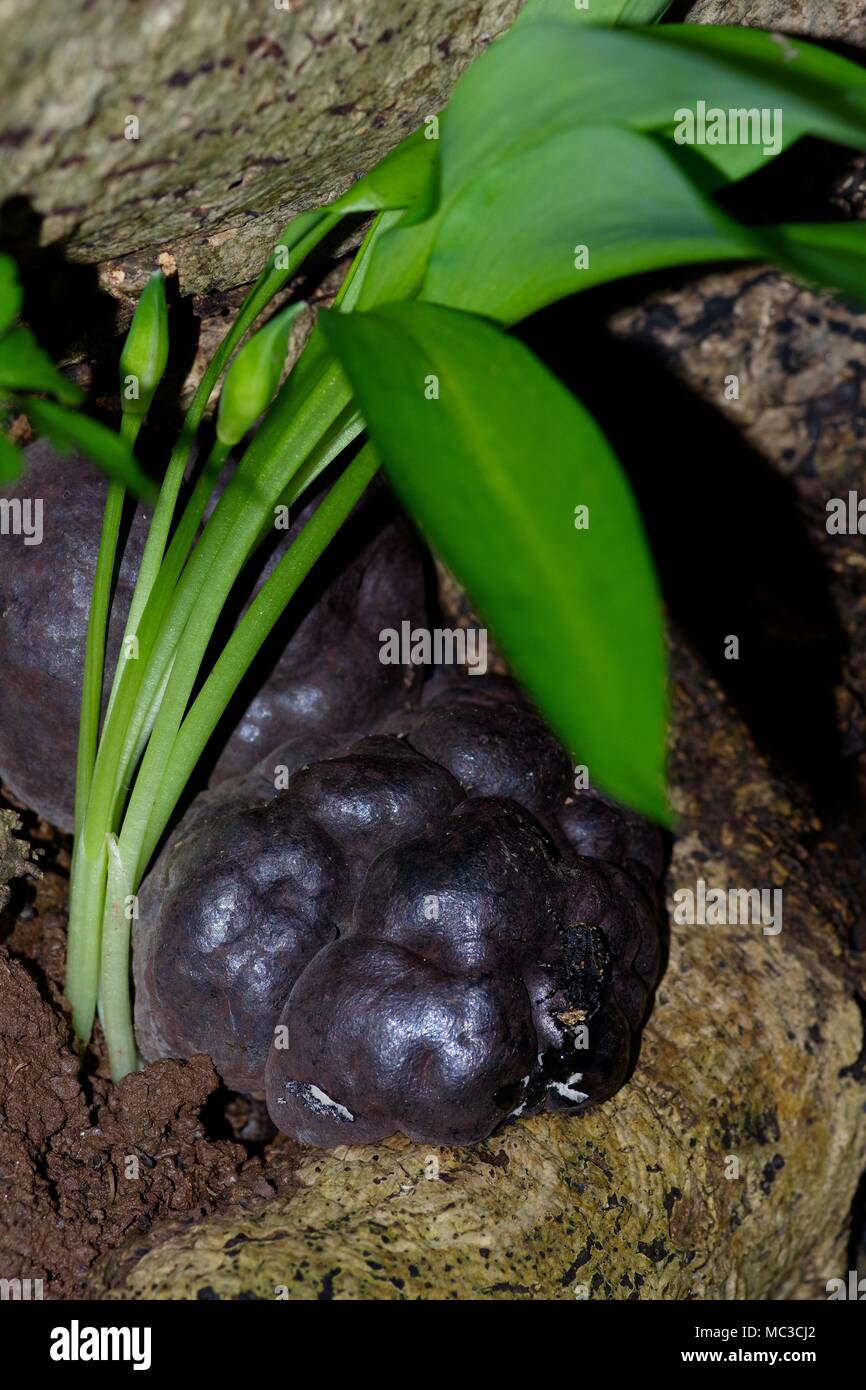 L'ail des ours (Allium ursinum) rançon et laisse le roi Alfred (Daldinia concentrica Gâteau de champignons sur un journal qui pourrissent dans les bois. Bickleigh, Tiverton, Devon. Banque D'Images