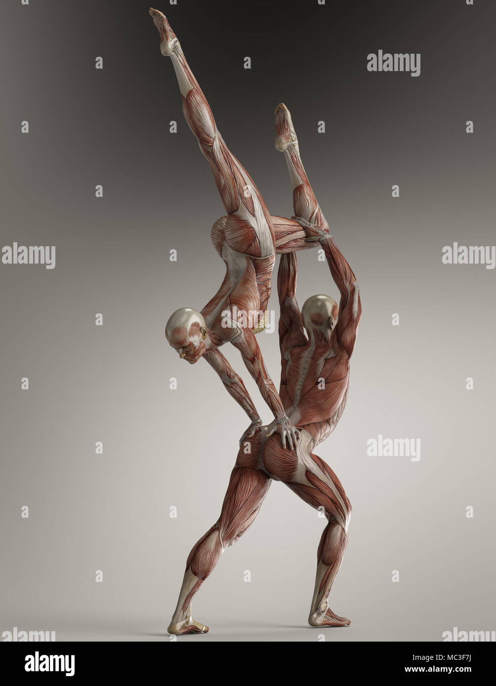 Des couples yoga pose des hommes et des femmes montrant leur anatomie musculaire. Pas de peau. Graphique 3D. Les disciplines physiques et mentales pour atteindre la libération. Banque D'Images