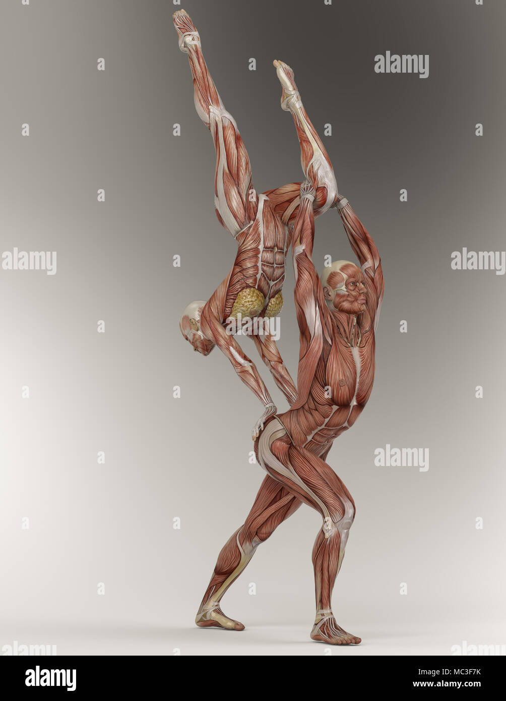 Des couples yoga pose des hommes et des femmes montrant leur anatomie musculaire. Pas de peau. Graphique 3D. Les disciplines physiques et mentales pour atteindre la libération. Banque D'Images