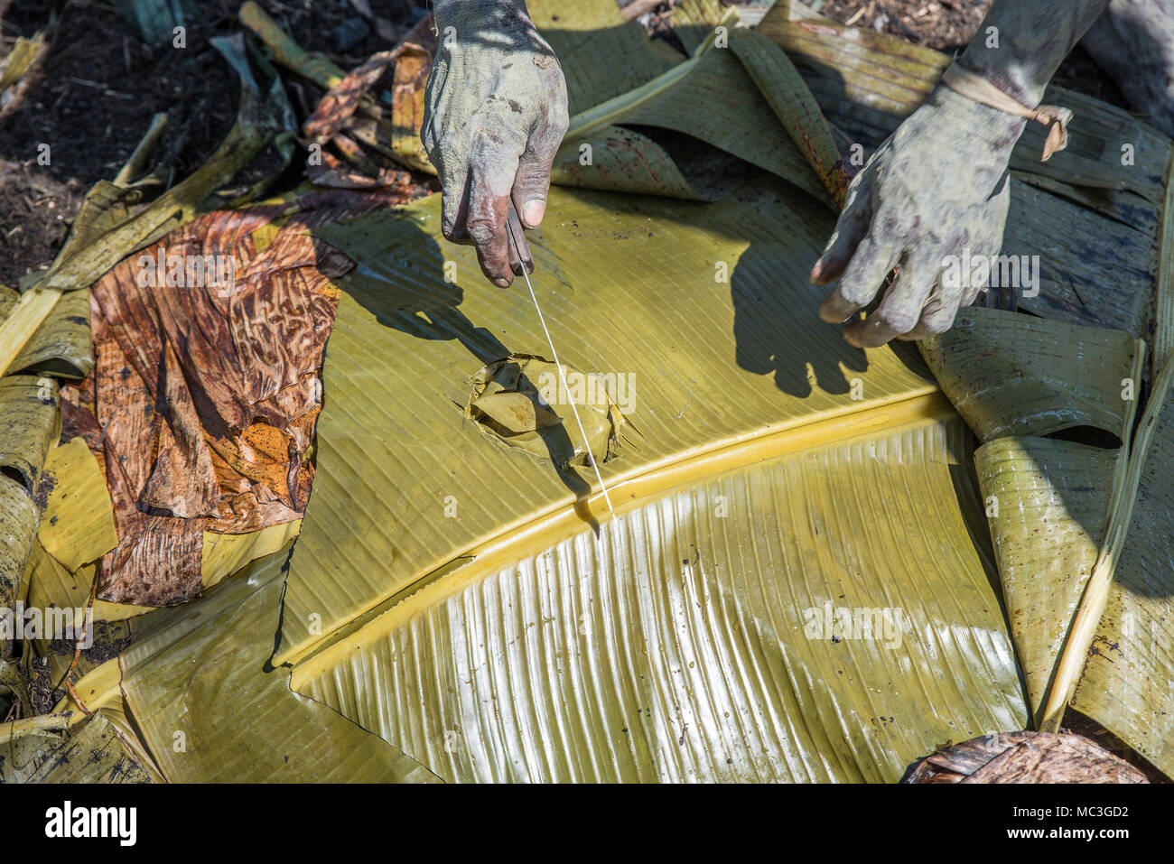 Préparation du plat appelé papou', 'mumu zone Goroka, Eastern Highlands  Province, Papouasie Nouvelle Guinée Photo Stock - Alamy