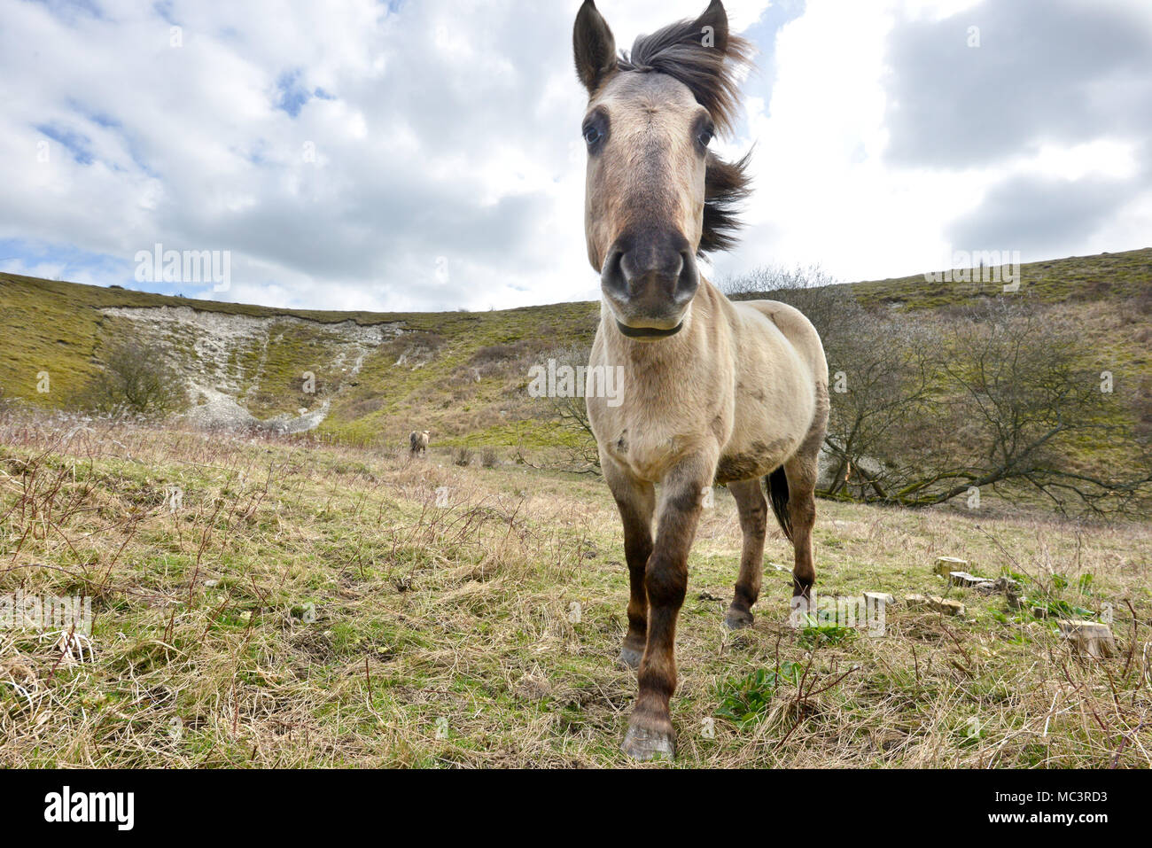 Poneys Konik sur Malling, Lewes, utilisé par Sussex Wildlife Trust pour paître dans le parc national des South Downs. Banque D'Images
