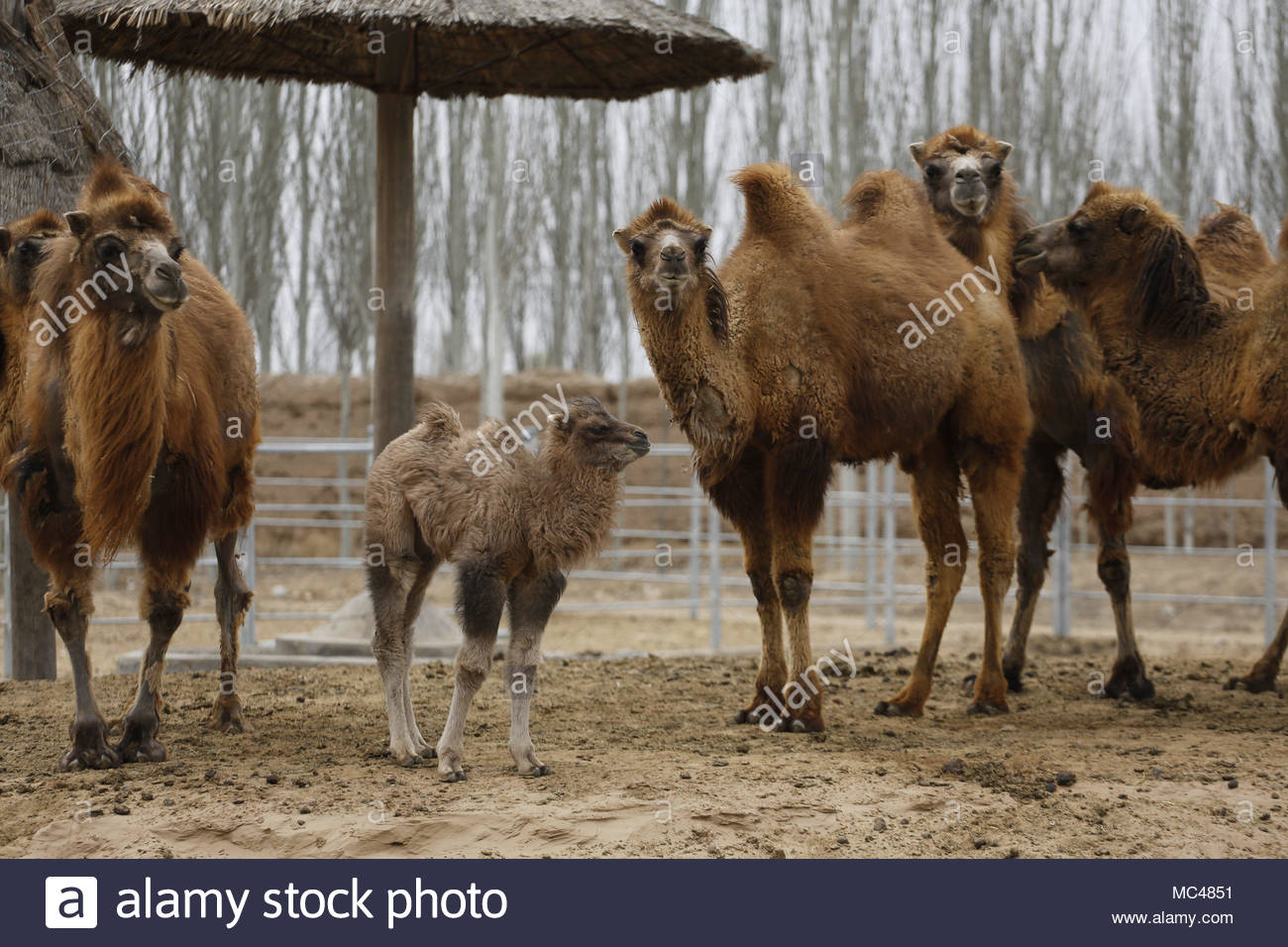 Wuwei Chine Apr 12 2018 Centre De Protection Des Animaux