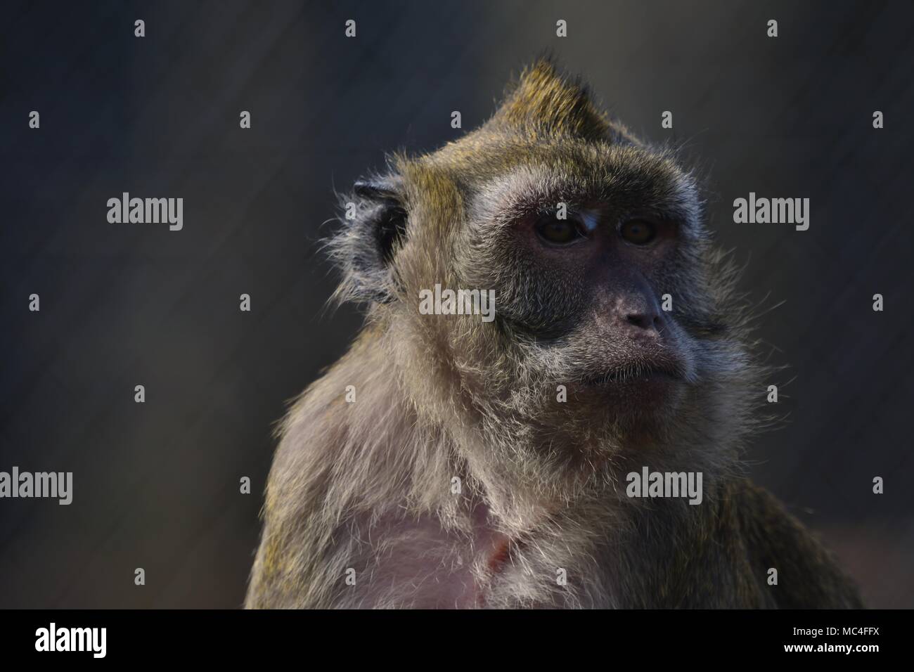 - Singe rhésus Macaca mulatta. Banque D'Images