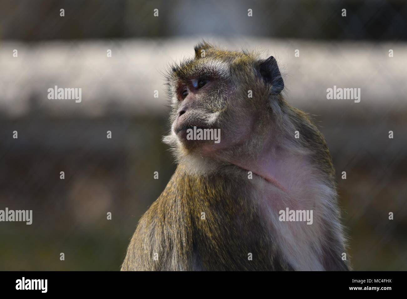 - Singe rhésus Macaca mulatta. Banque D'Images