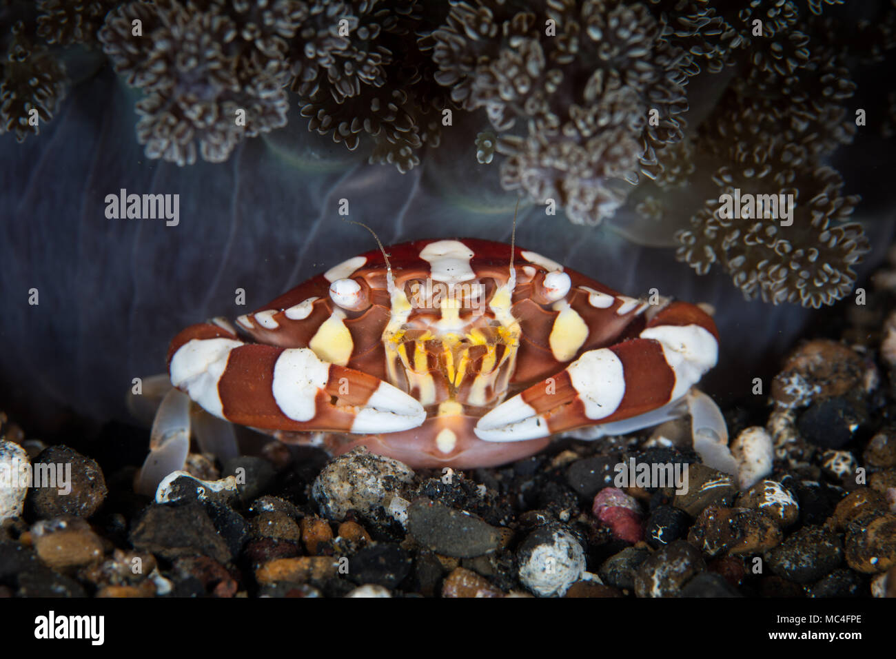 Un Lissocarcinus Arlequin Swimming Crab, laevis, se trouve ci-dessous les tentacules d'une anémone de picotement dans le Détroit de Lembeh (Indonésie). Banque D'Images