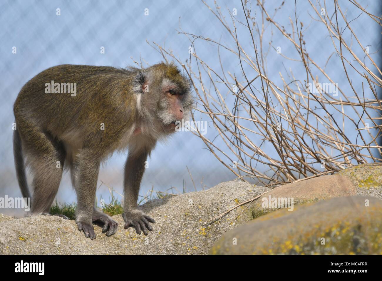 - Singe rhésus Macaca mulatta. Banque D'Images