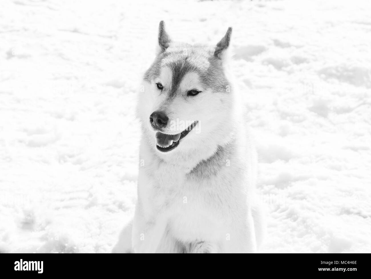 Portrait Husky Sibérien en hiver Banque D'Images