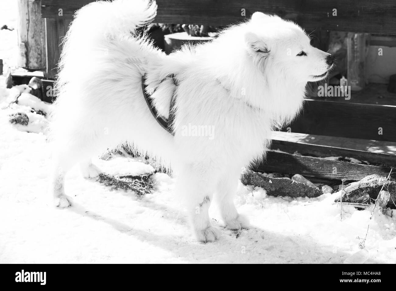 Portrait Husky Sibérien en hiver Banque D'Images