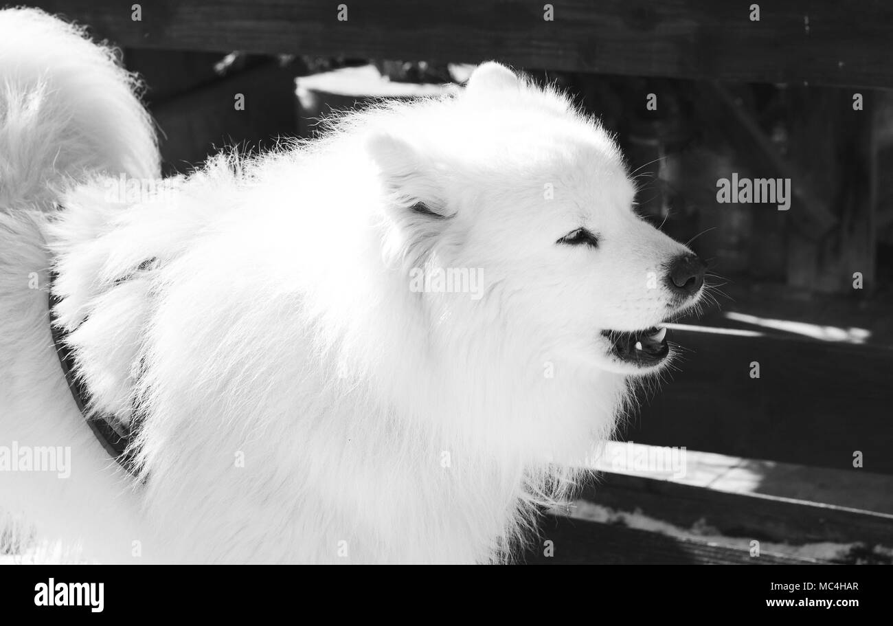 Portrait Husky Sibérien en hiver Banque D'Images