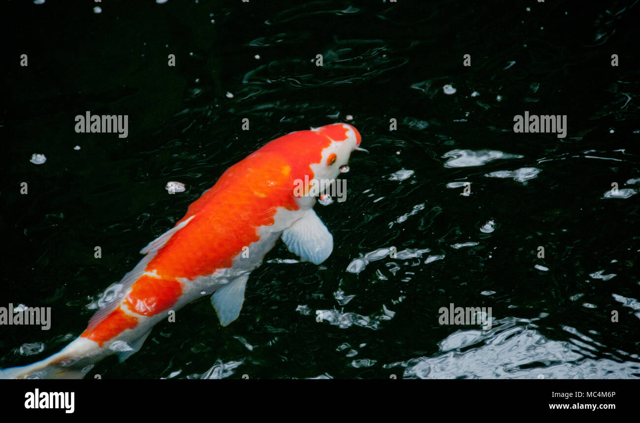 Orange vif japonais poisson koi carp rouge dans l'étang Banque D'Images