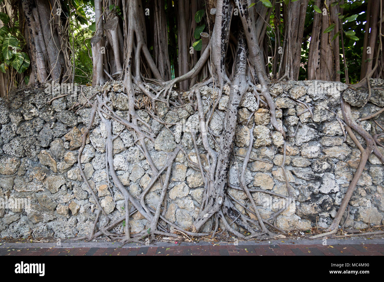 Les racines du Banyan Tree à la baisse de plus en plus sur un mur de pierre Banque D'Images
