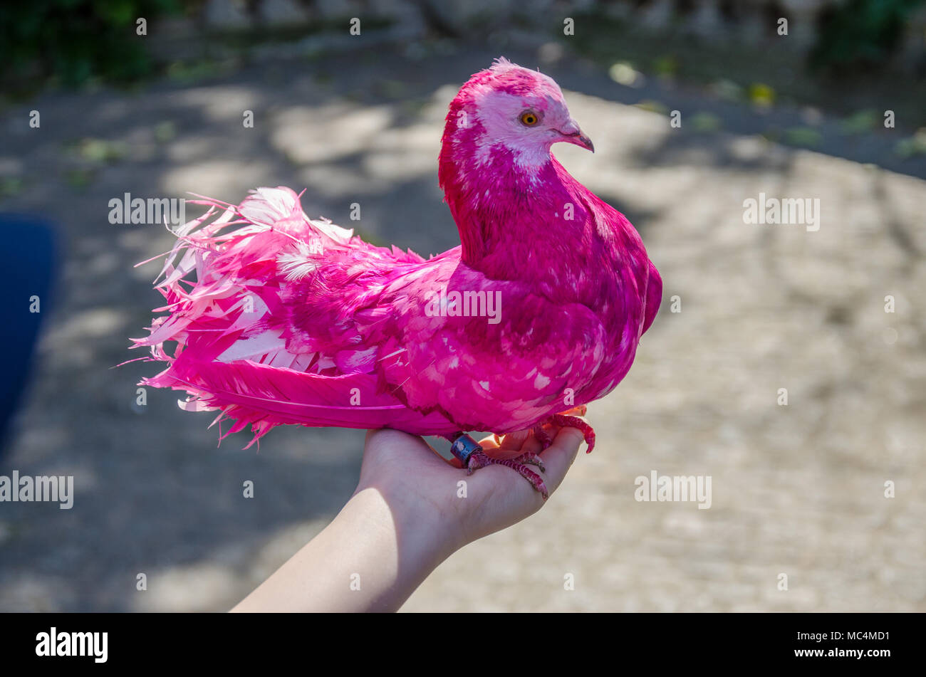 Un pigeon fantail teints sur une couleur rose. Banque D'Images