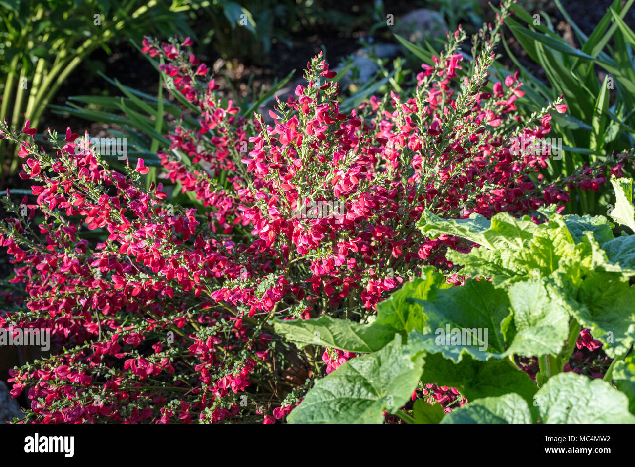 'Boskoop Ruby' Broom cytisus, Hollänsk boskoopii ginst (Cytisus ×) Banque D'Images