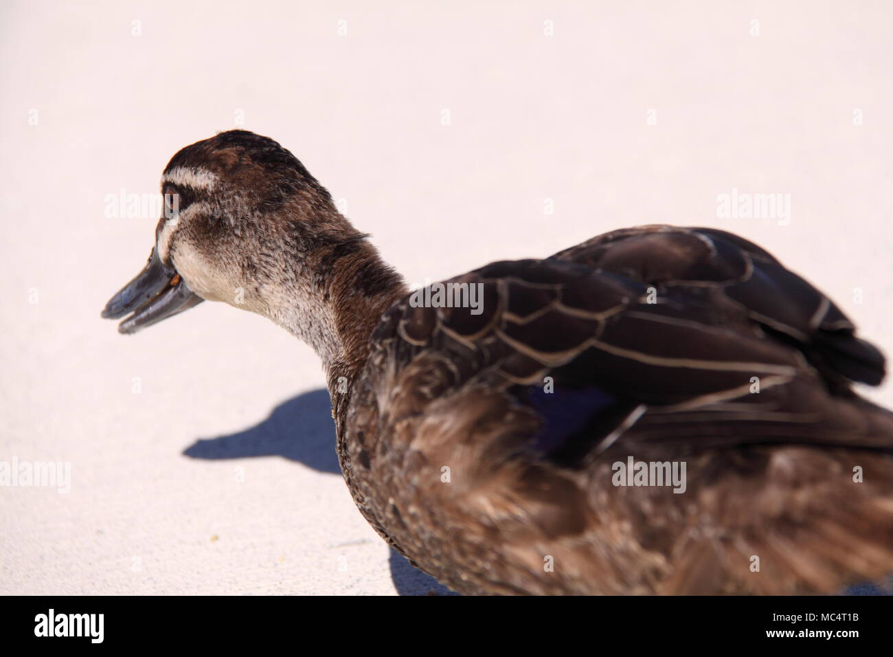 Pacific Canard noir (Anas superciliosa) Banque D'Images