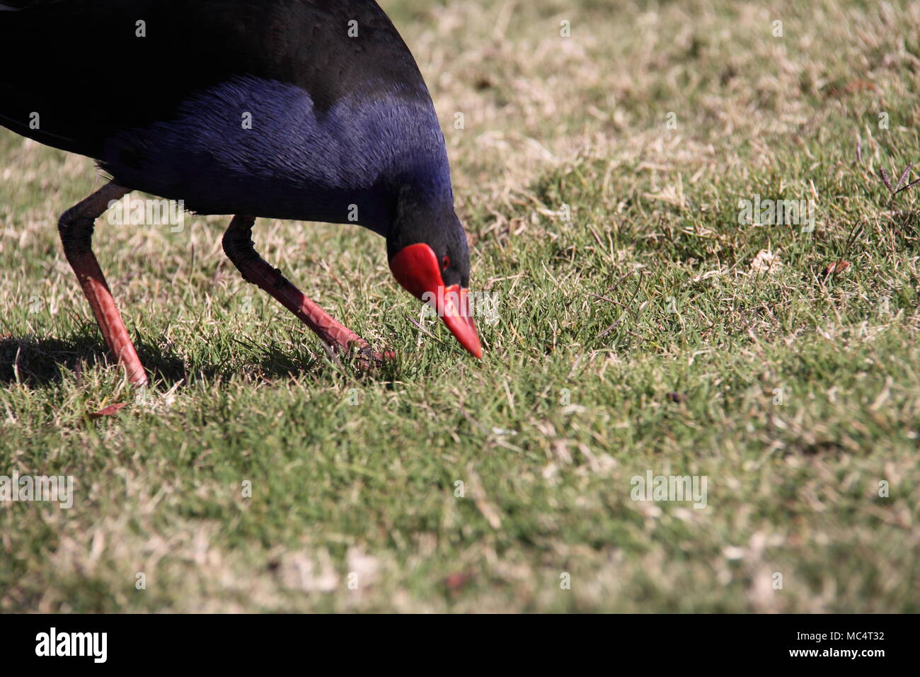 Australasian Purple Swamp Hen (porphyrio melanotus) Banque D'Images