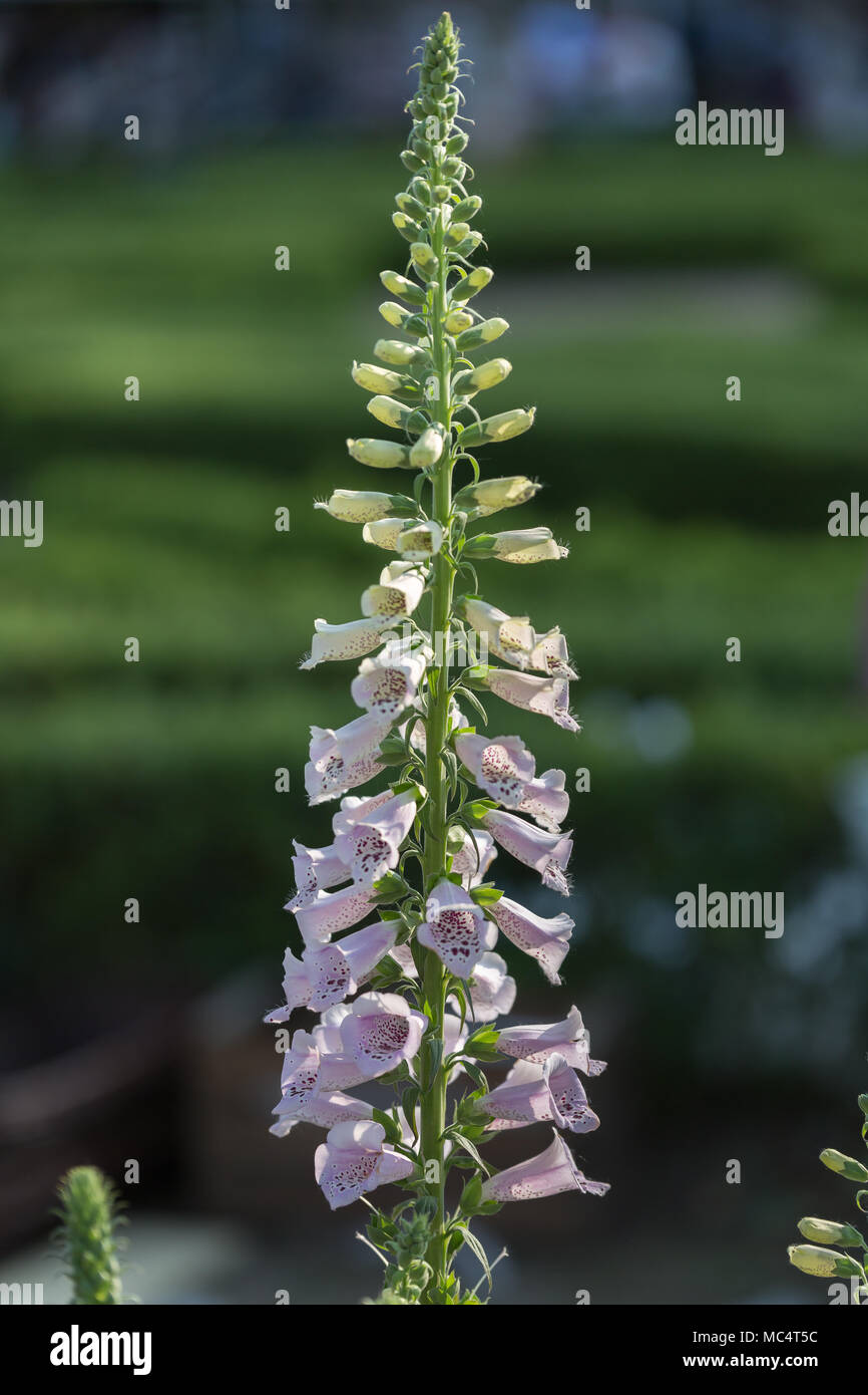Digitalis Purpurea Fleur, digitale, en fleurs, de la famille des Scrophulariacées- Banque D'Images