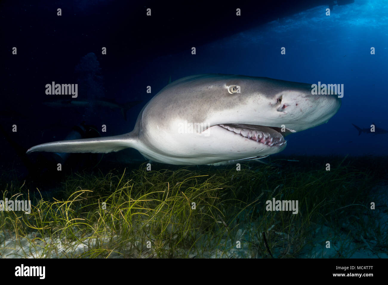 Le requin autour des Bahamas dans Tiger Beach Banque D'Images