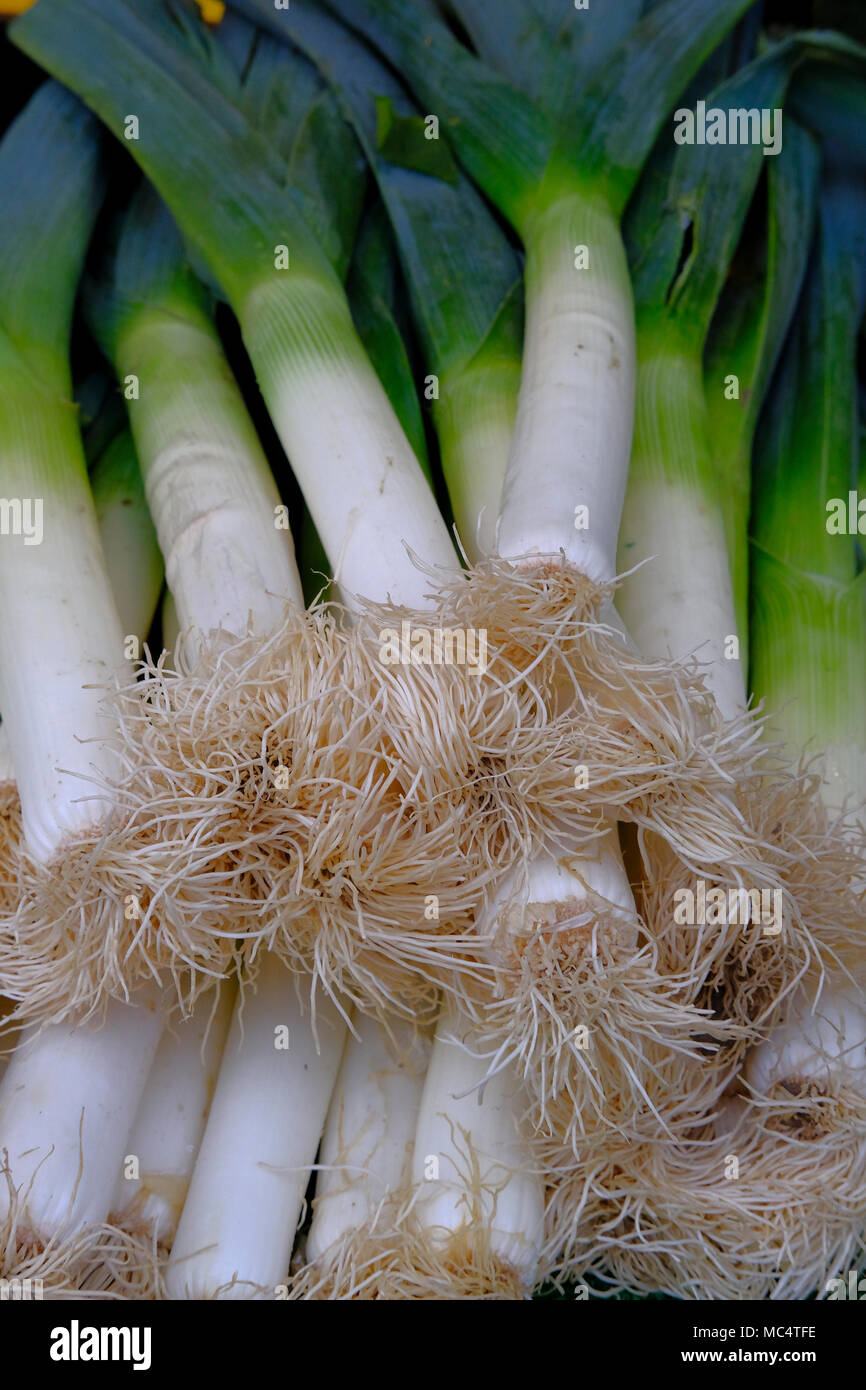 Le poireau un légume, un cultivar de dicotylédones une saucisse végétarienne traditionnelle galloise, le poireau. La partie comestible de la plante est les gaines foliaires Banque D'Images