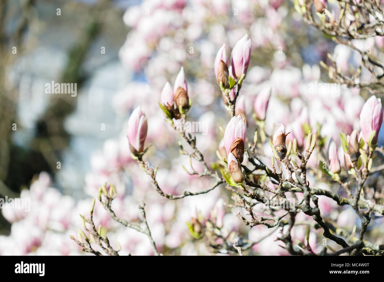 Un Magnolia Rose Et Blanc Avec Ses Fleurs Et Bourgeons C
