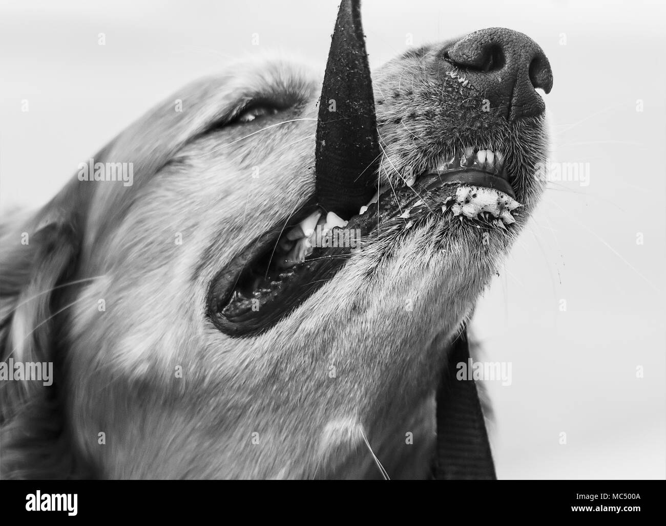 chien se bouchent Banque D'Images