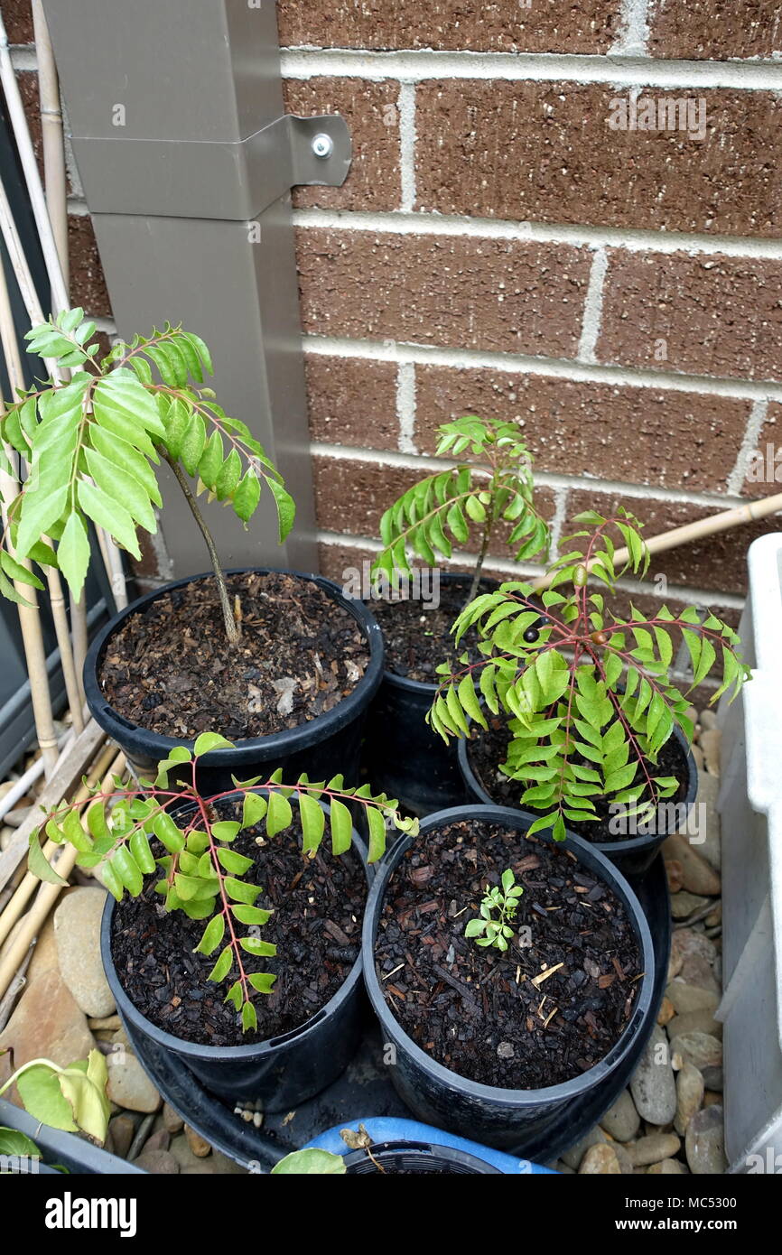 Murraya Koenigii Curry Plantes - les semis croissant dans un pot Banque D'Images