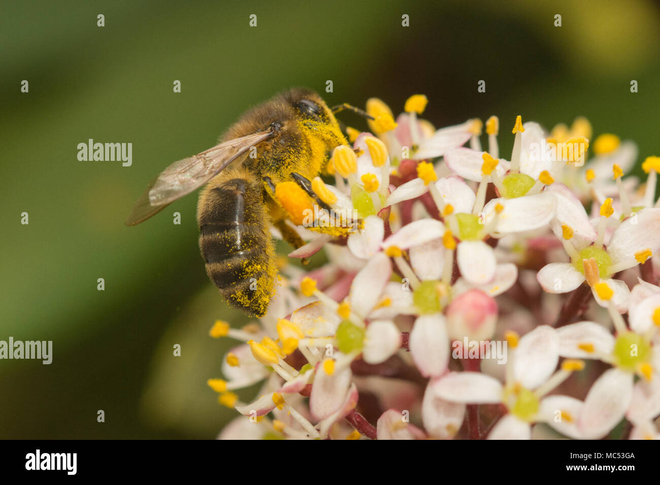 Abeille à miel (Apis) recueillir le nectar et le pollen de Skimmia japonica rubella fleurs Banque D'Images