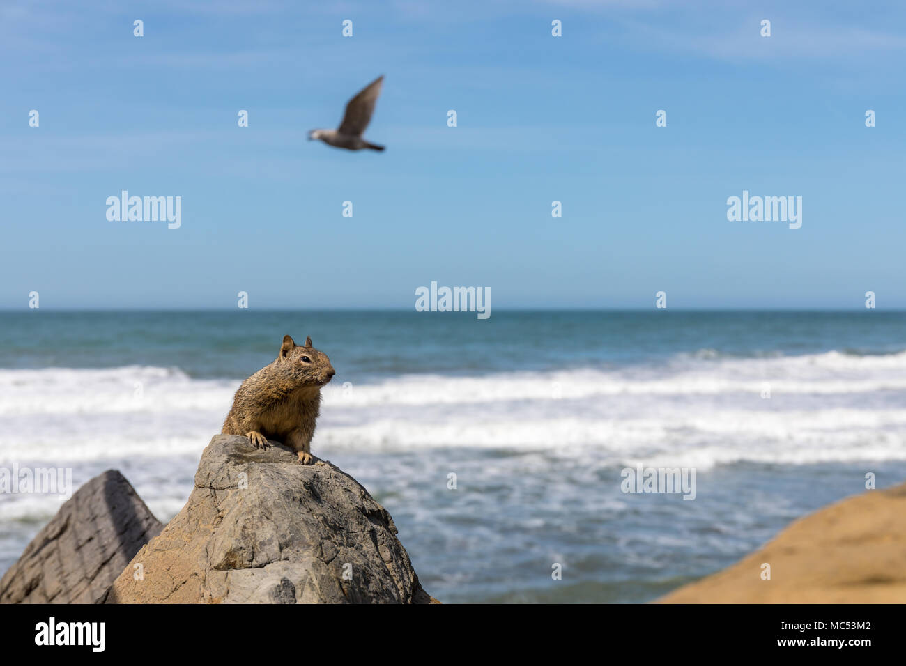 Californie (Otospermophilus beecheyi) ; Pacifica, California, USA Banque D'Images