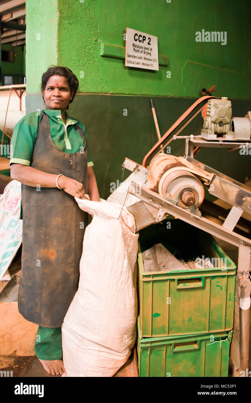 Portrait vertical d'un travailleur féminin à l'intérieur d'une usine de plantation de thé à Nuwara Eliya, Sri Lanka. Banque D'Images