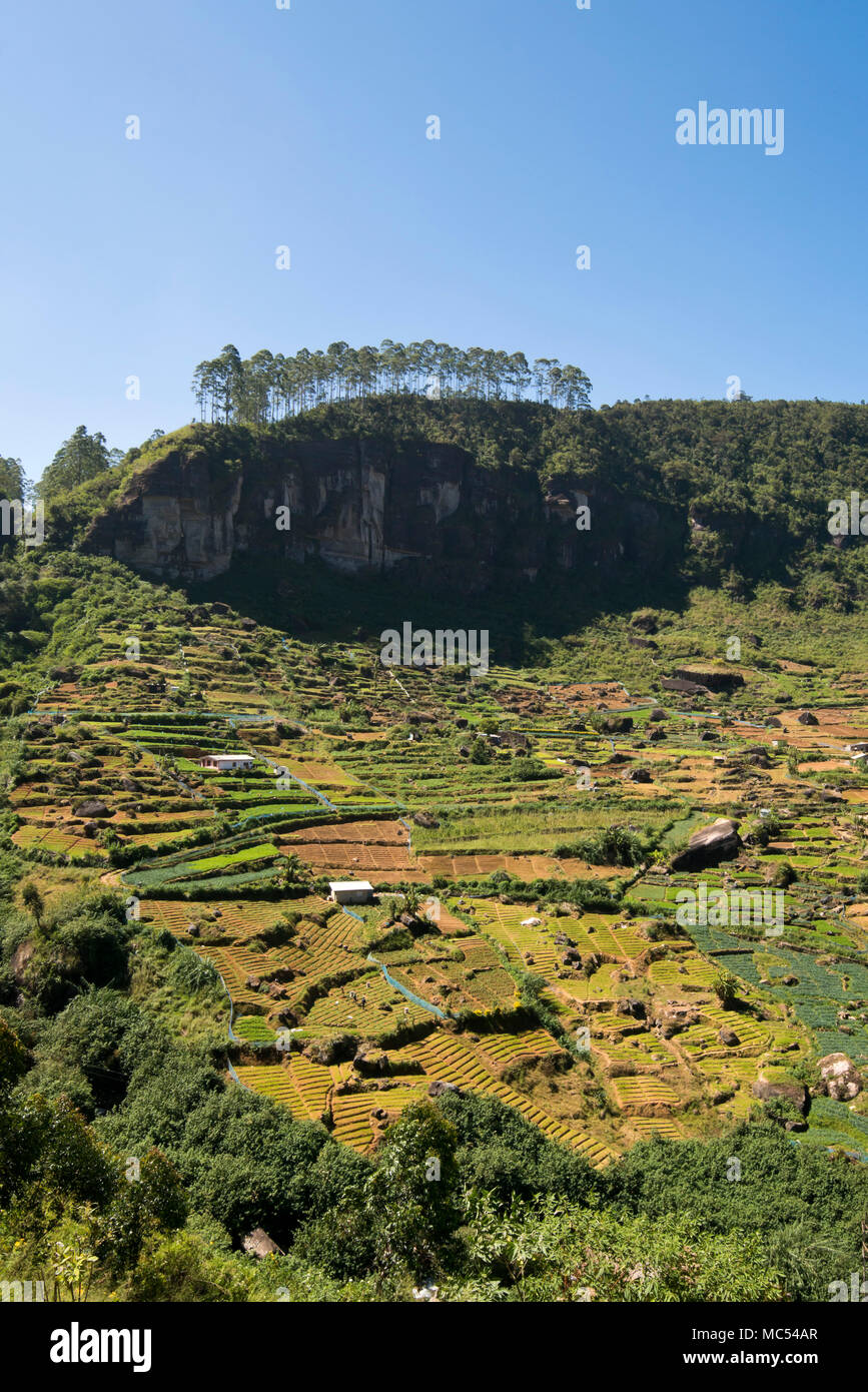 Vue verticale de campagne à Nuwara Eliya, Sri Lanka. Banque D'Images