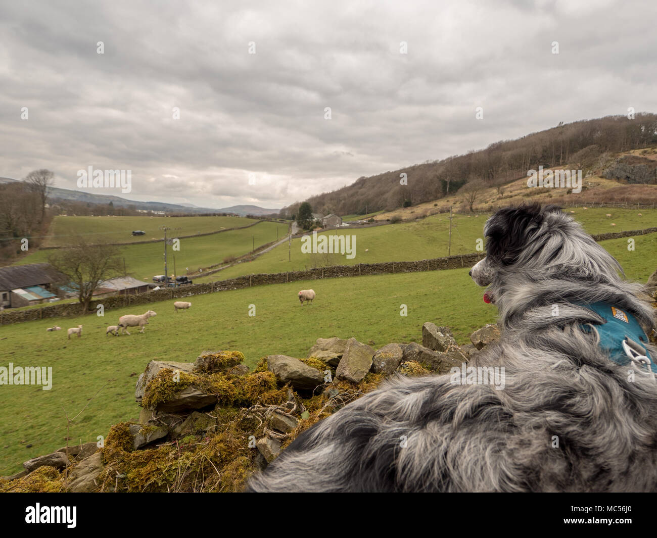 Merle bleu colley chien regardant les moutons. Banque D'Images