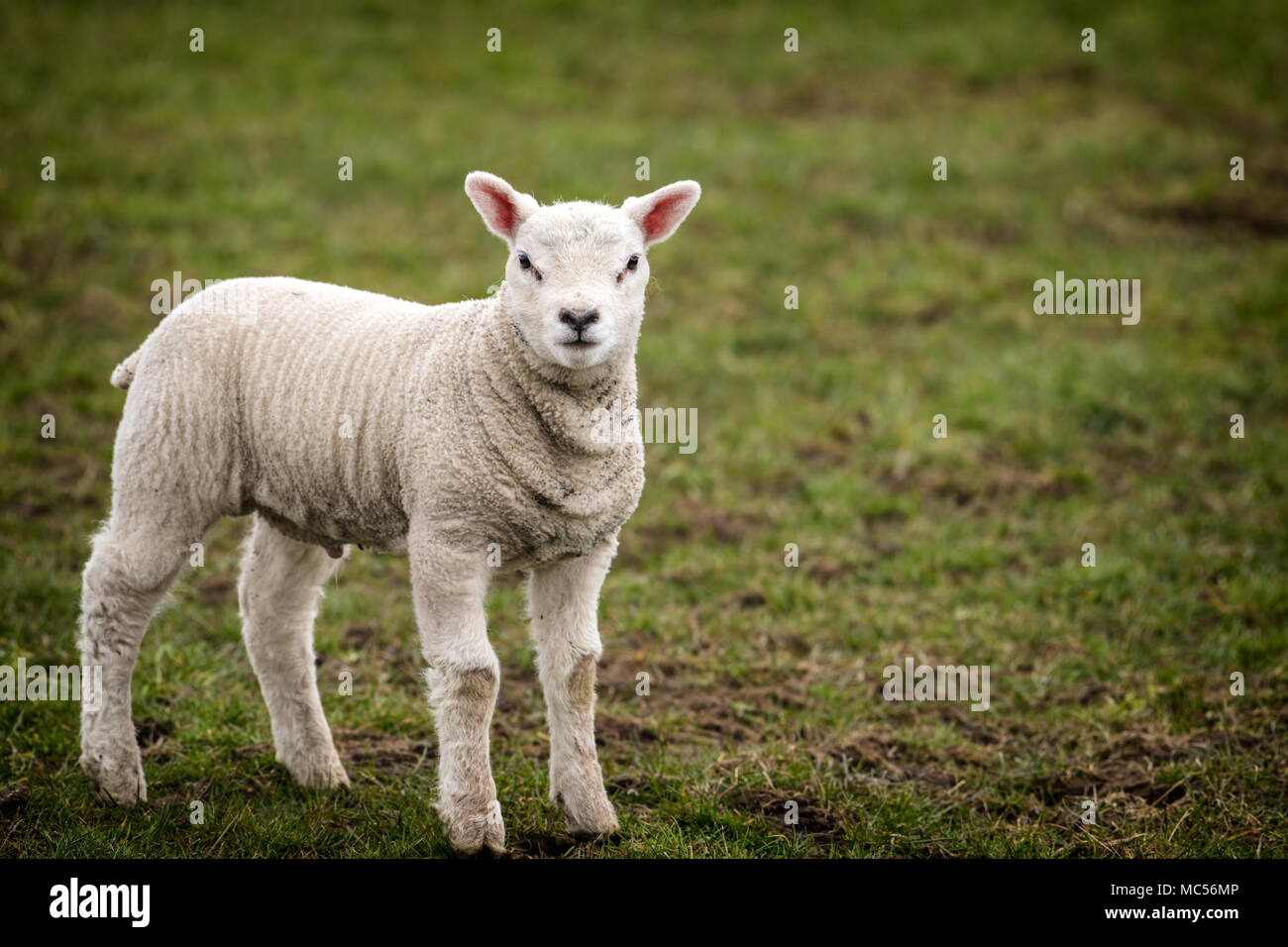 Un agneau le jour de Pâques à l'extérieur en Ulverston Cumbria. Banque D'Images