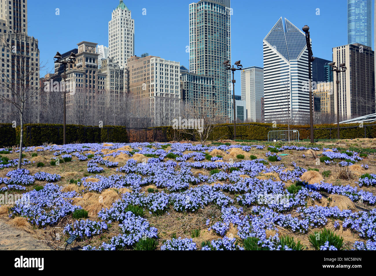 Gloire de la neige fleurs de printemps, également connu sous le nom de Blue Giant, émerger dans le Parc du Millénaire Lurie Garden avec l'horizon de Chicago en toile de fond. Banque D'Images