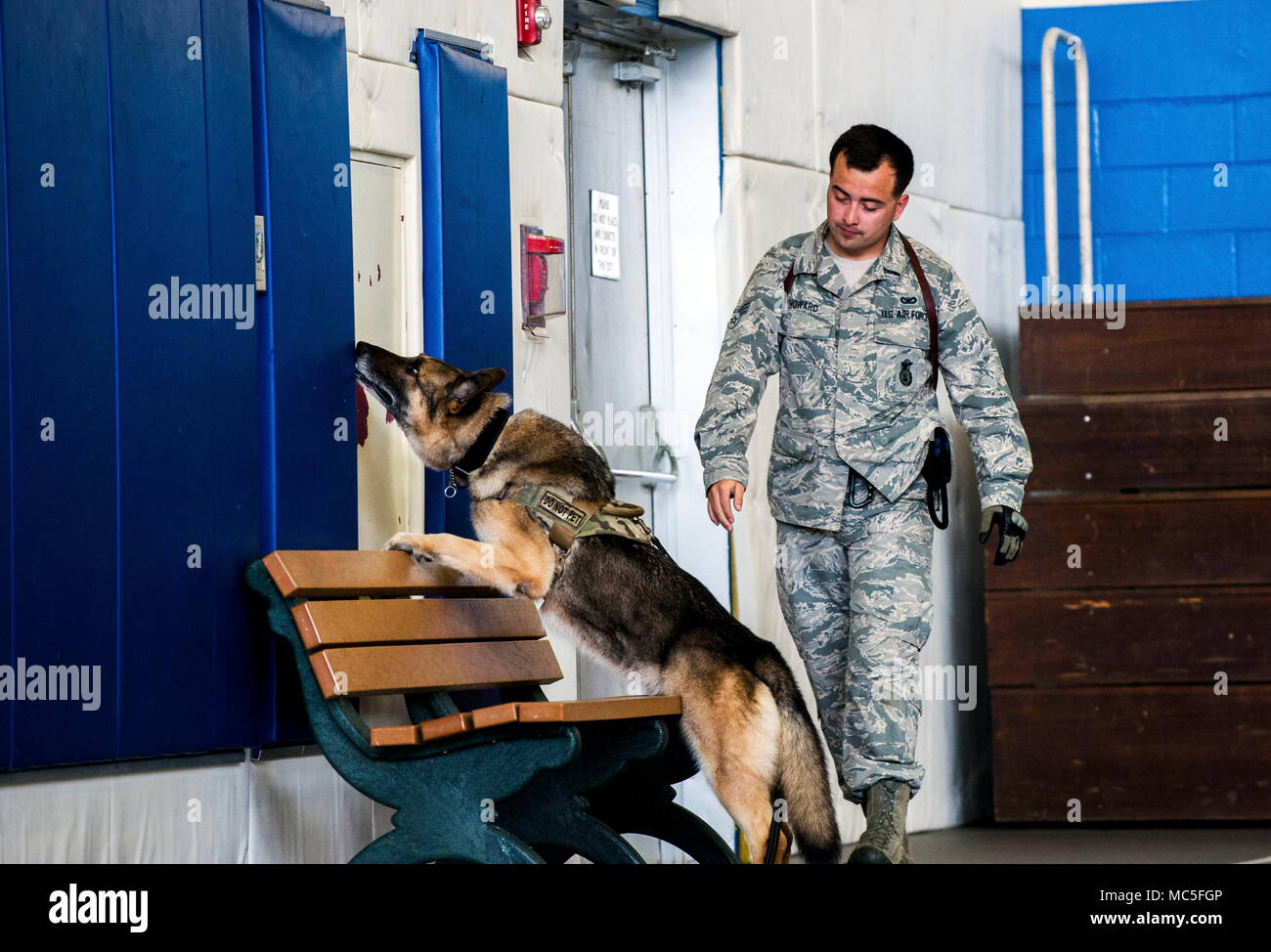 Les cadres supérieurs de l'US Air Force Airman Carlos Howard, 18e Escadron des Forces de sécurité, conducteur de chien de travail militaire et son Kitkat, MWD, effectuer une recherche au cours de la formation à la détection de Kadena centre pour adolescents le 5 avril 2018, à Kadena Air Base, au Japon. Les maîtres-chiens et leurs MWDs former constamment pour maintenir les compétences. (U.S. Air Force photo par Naoto Anazawa) Banque D'Images