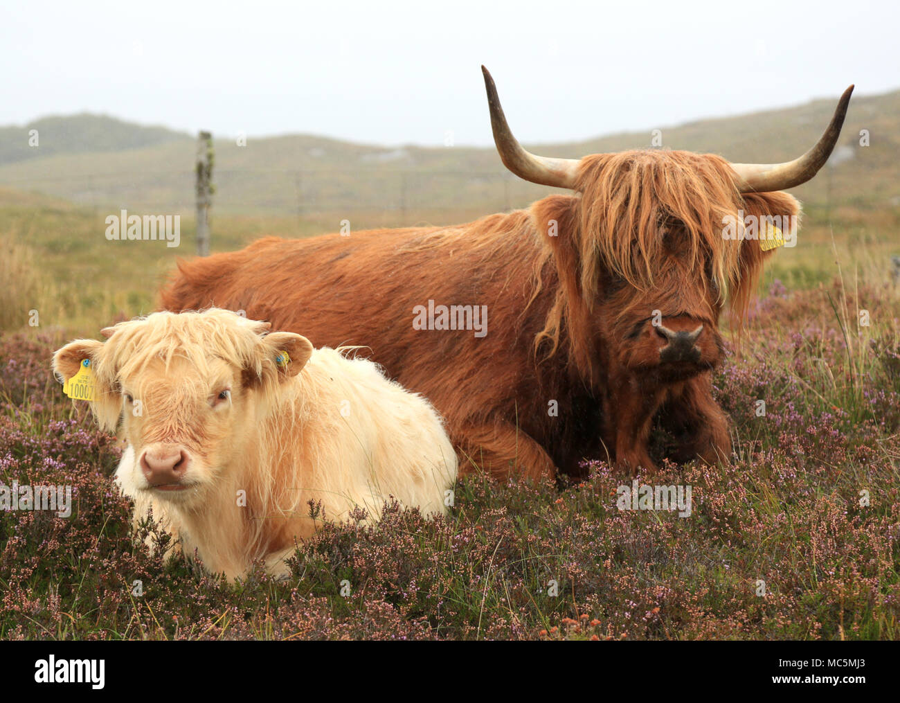 A Highland Vache Couchee Vers Le Bas Avec Son Veau En Ecosse Royaume Uni Photo Stock Alamy