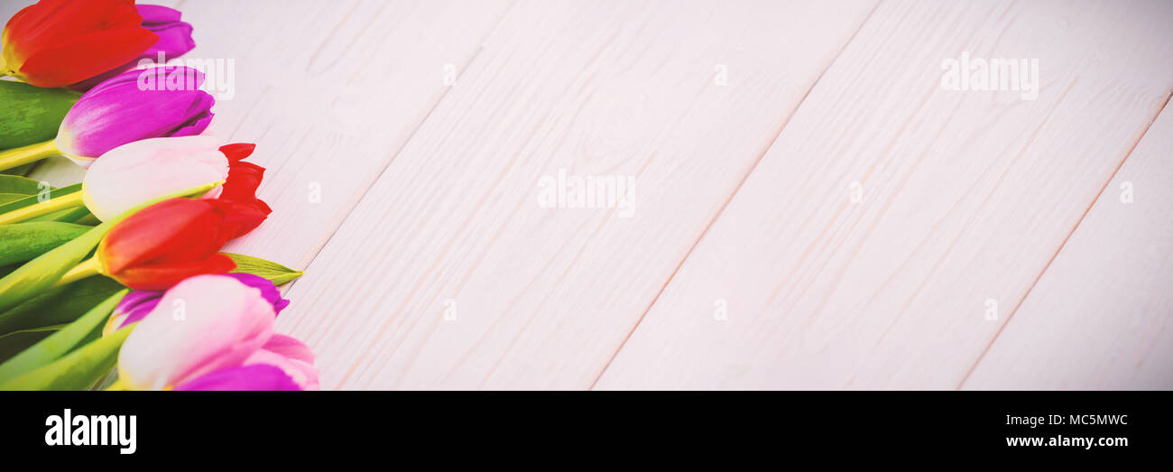 Tulipes colorées sur plancher en bois blanc Banque D'Images Tulipes colorées sur plancher en bois blanc Banque D'Images