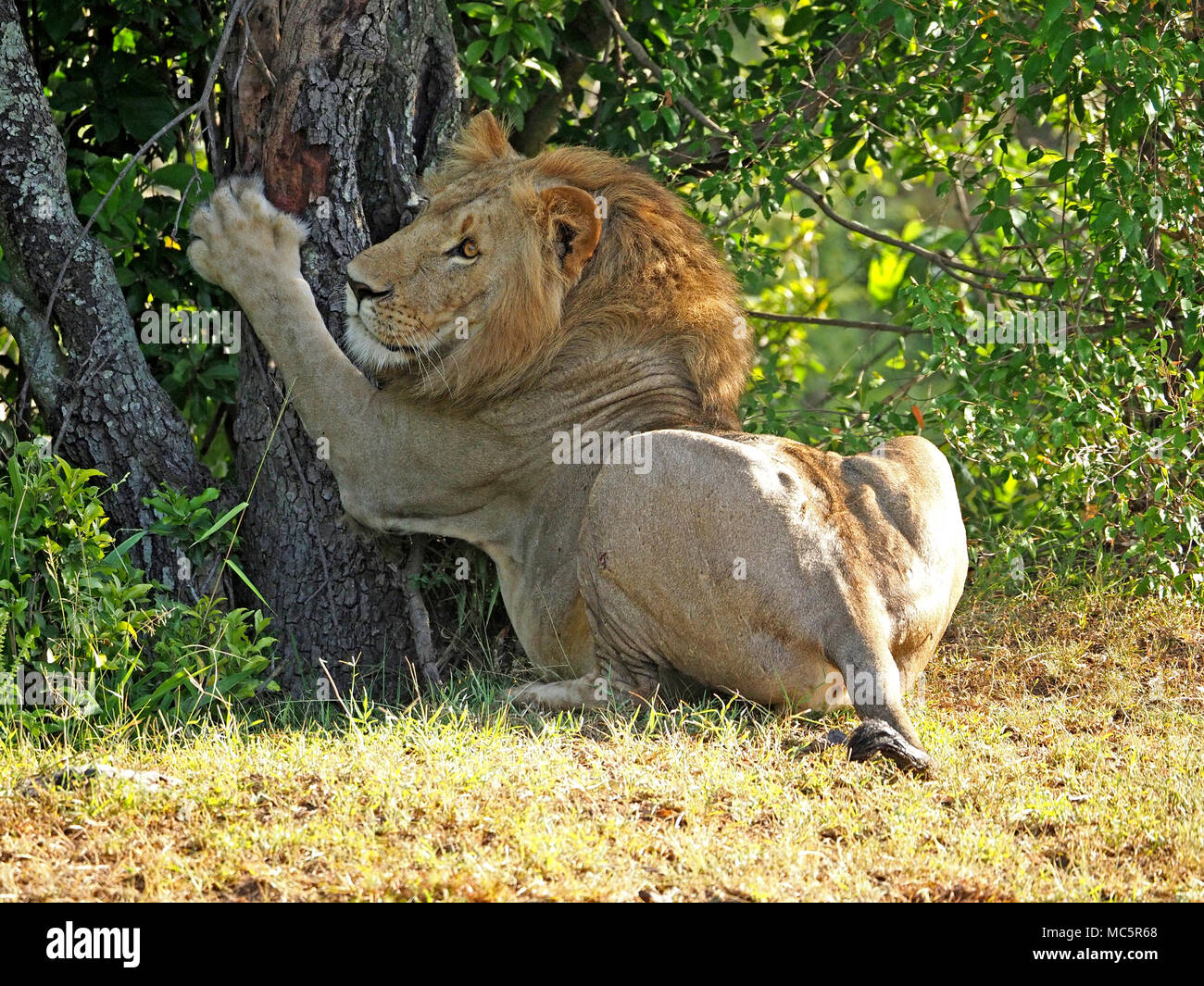 Young adult male lion (Panthera leo) griffes grattant sur un tronc d'arbre dans le Masai Mara, Kenya, Afrique Banque D'Images
