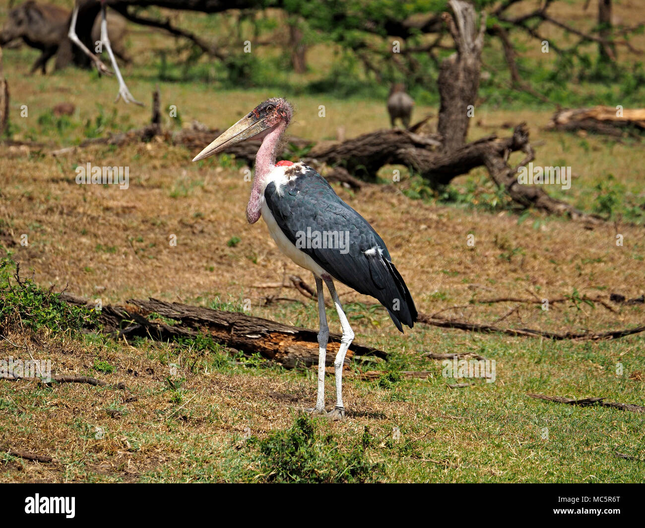Marabou Stork (crumenifer Flamant rose (Phoenicopterus ruber) guéri avec jambe cassée (blanc de défécation) tandis qu'un autre permanent terres du Masai Mara, Kenya, Afrique Banque D'Images