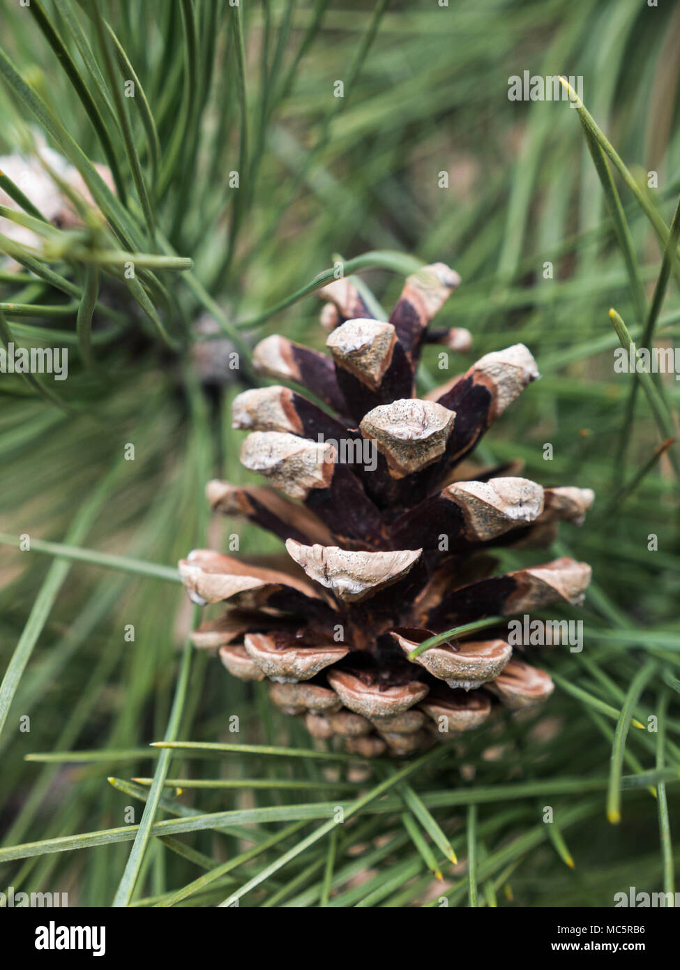 Close up photographie d'un cône de pin brun avec bokeh flou les aiguilles de pin et de branche longue en arrière-plan faire une grande toile de la nature. Banque D'Images