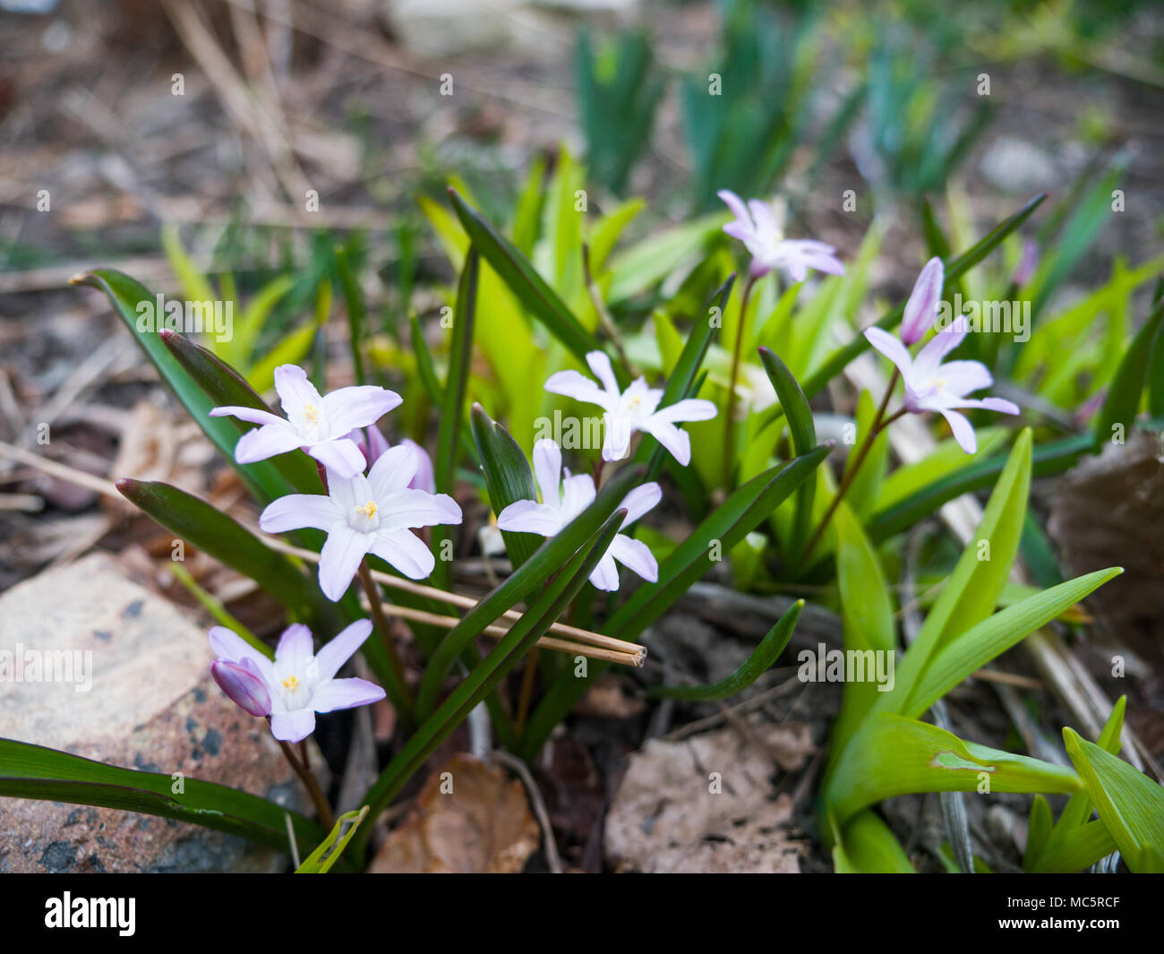 Petite gloire de la neige ou de Chionodoxa petite lumière pourpre fleurs vivaces fleurissent au printemps dans un lit de fleur avec arrière-plan flou floue. Banque D'Images