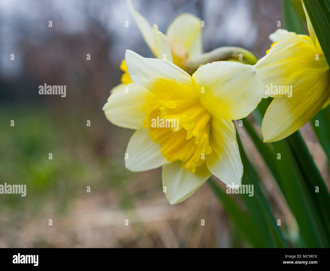 Photographie macro Close up de magnifiques fleurs vivaces jaune jonquille dans un lit de fleur à Chicago avec soft focus et l'arrière-plan flou floue. Banque D'Images