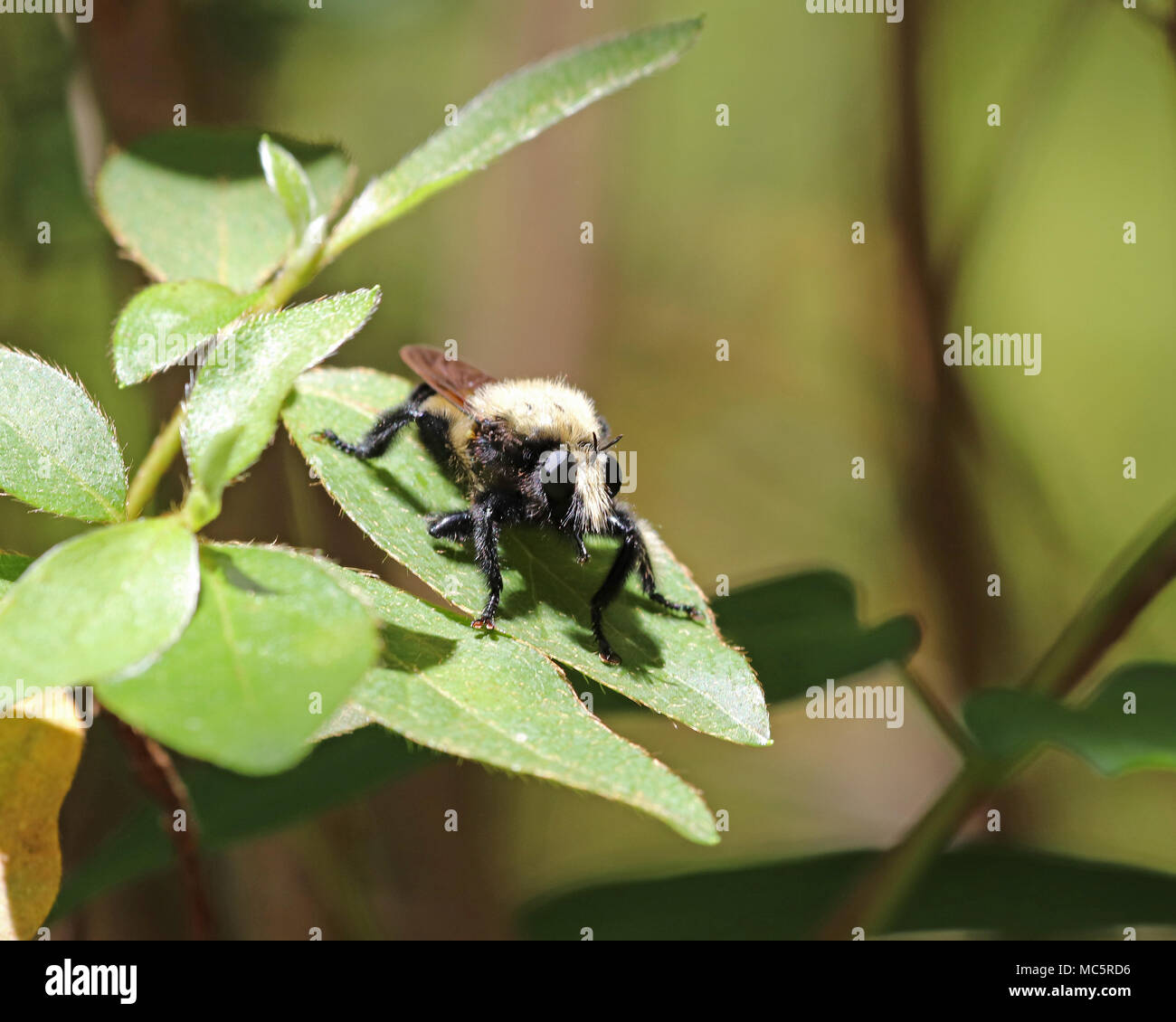 Close-up of a Killer Bee en Floride (Mallophora bomboides) Banque D'Images