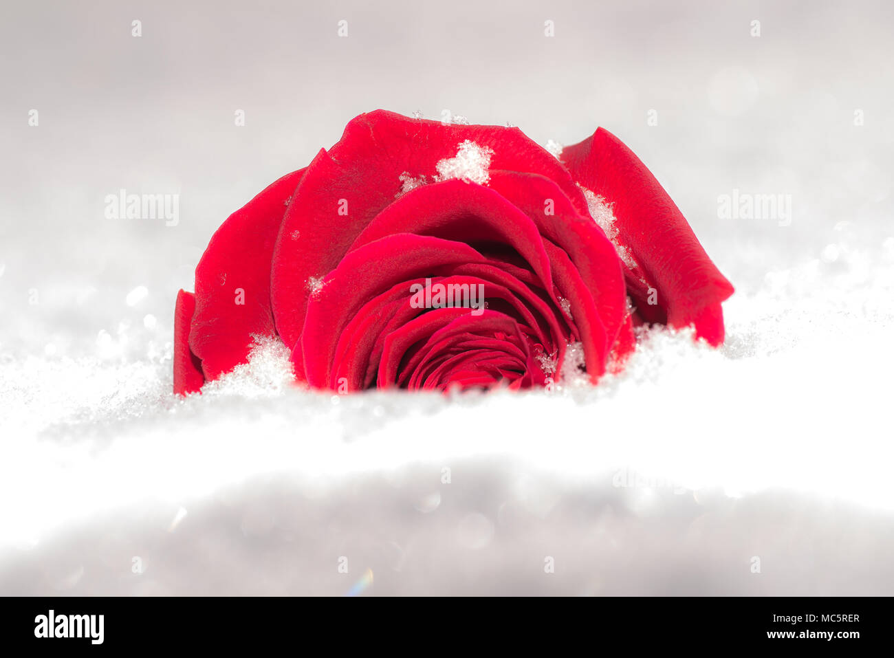 Vibrant rose rouge dans la neige comme arrière-plan. image horizontale, une fleur isolée Banque D'Images