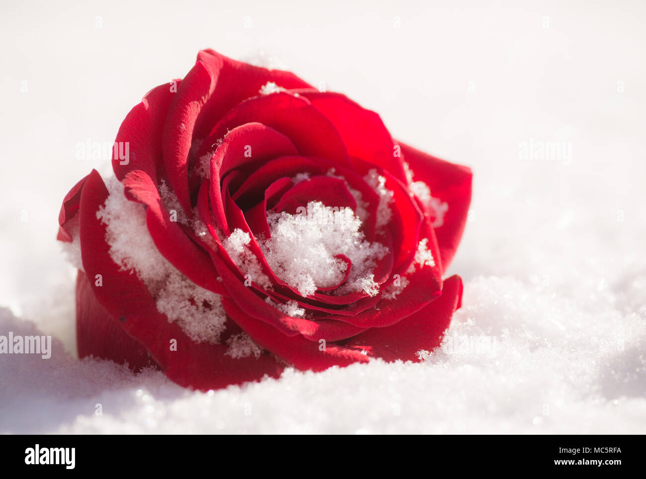 Vibrant rose rouge dans la neige comme arrière-plan. image horizontale, une fleur isolée Banque D'Images