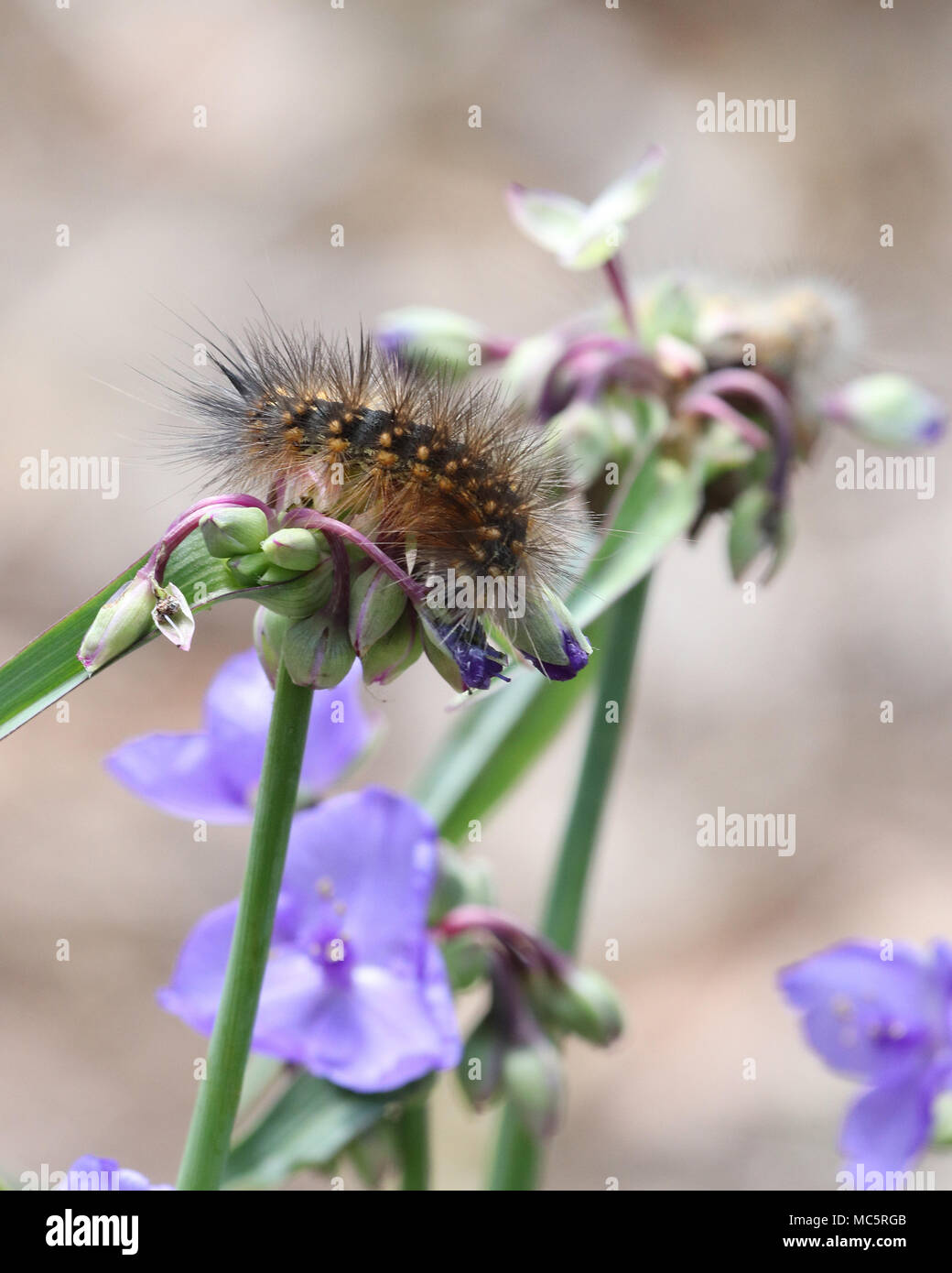 Marais de sel manger caterpillar jolie plante Tradescantie Banque D'Images
